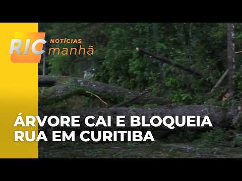 Temporal derruba árvore e bloqueia rua em Almirante Tamandaré