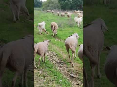 cani da pastore abruzzese accompagnano gregge al pascolo