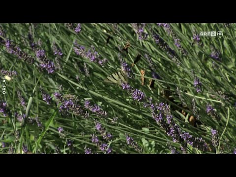 Erfolgreicher Lavendelanbau