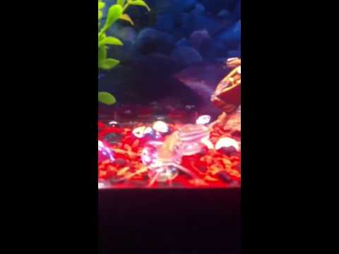 Fishtank video