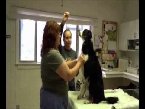 Blood Draw Without Restraint