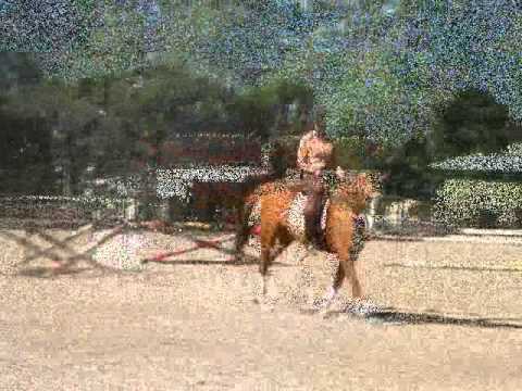 Super warmblood mare Highfield Luda Ciel illustrating correct basics Feb 2011