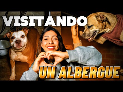 VISITANDO UN ALBERGUE DE PERRITOS 🥹|| ZULLY CG