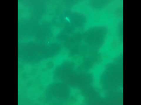 Spearfishing Saltstraumen halibut 40kg kveite