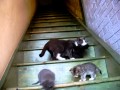 Mama Cat moving  kittens to Penthouse