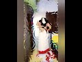 Male CD Wearing White Chiffon Saree