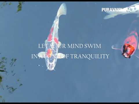 Koi Pond at Purva Palm Beach