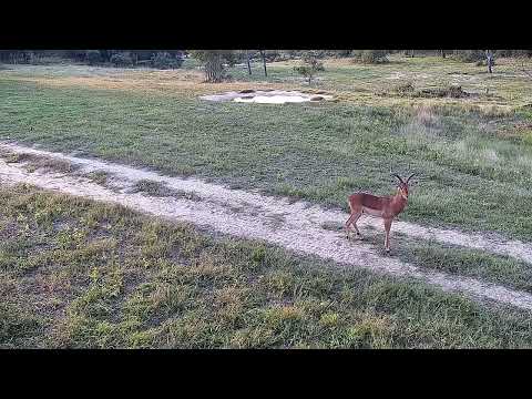 Djuma: Lone Impala ram - 16:10 - 05/08/2022