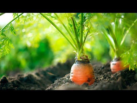 Just 1 drop for faster growth and juicy carrots! A bountiful harvest
