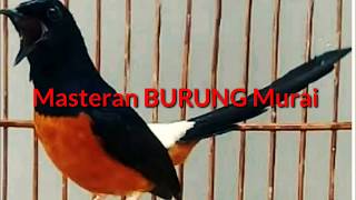 Download lagu MASTERAN BURUNG | ISIAN BURUNG MURAI BATU 'KITARO' | NEMBAK PANJANG mp3