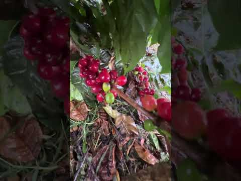 Así va nuestro lote de prueba en Altamira-Huila de Mr.Capacho Coffee.