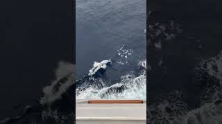 Cruising is back!