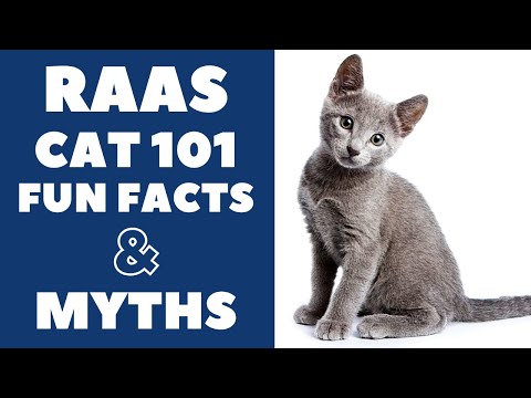 Raas Cats 101 : Fun Facts & Myths