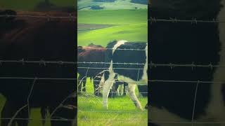 Download lagu Langit tenang, hijau tak berujung… momen ini membuatku sadar, aku di New Zealand. 🌿#NewZealand mp3 Download lagu Langit tenang, hijau tak berujung… momen ini membuatku sadar, aku di New Zealand. 🌿#NewZealand mp3