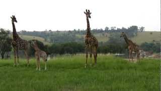 preview picture of video 'Giraffe Family at Heia Safari Ranch in South Africa'