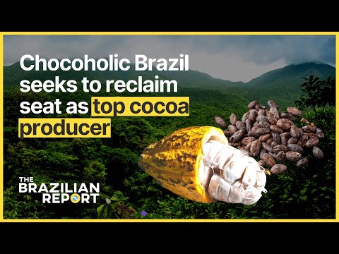 Chocoholic Brazil seeks to reclaim seat as top cocoa producer
