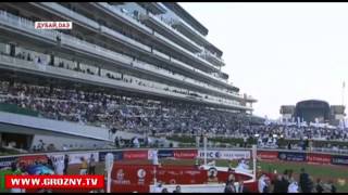 Скакун Главы Чечни «Кенди бой» на престижных скачках в Дубае