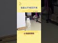 小猫：不闭嘴是吧 那我把耳朵闭上 猫咪 猫咪的迷惑行为 shorts