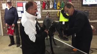 Behind the Scenes of Canberra Greyhounds: Maintaining Integrity & Animal Welfare