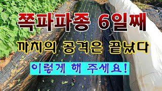 [텃밭농부 2,044]  쪽파 파종 6일째. 까치의 공격은 끝났다. 이 작업 해 주세요! #쪽파재배