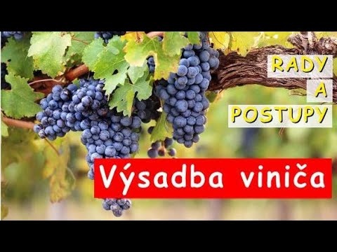 , title : 'Výsadba viniča'