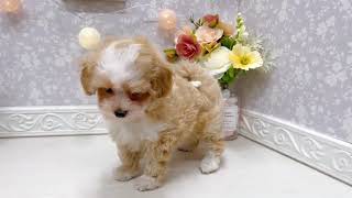 ハーフ犬の動画01