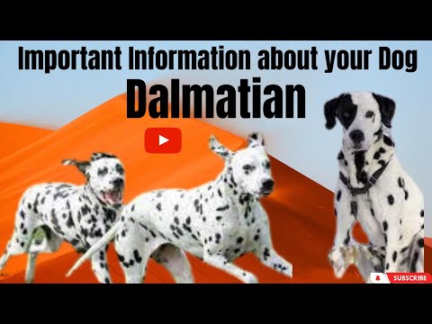 Dalmatian Dogs: All You Need To Know
