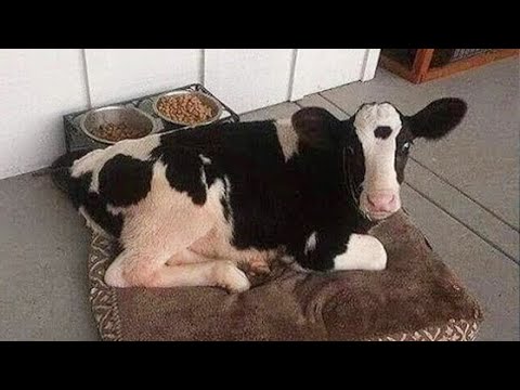 Les vidéos d'animaux les plus drôles du monde ! Les meilleures vidéos d'animaux drôles de 2024