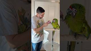 Great Green Macaw Likes Having His Nails Trimmed