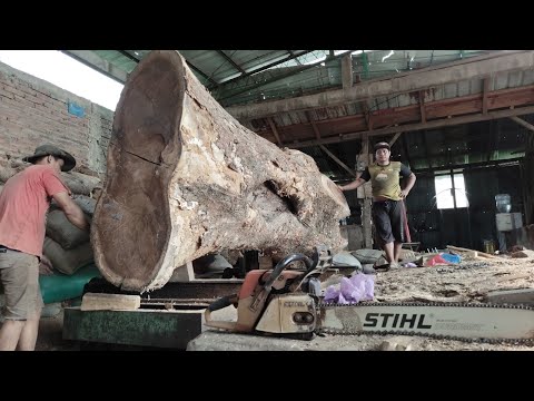 Dette skjer når et sagbruk møter et stort tre!