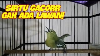 Download lagu Sirtu malas bunyi pasti akan langsung respon jika dengar pangilan sirtu ini. mp3