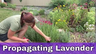Propagating Lavender | EverCrest