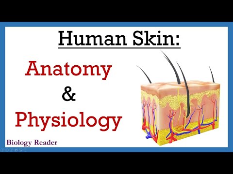 What are the human Skin Layers? Anatomy, Video, Functions & Fun Facts - Biology Reader