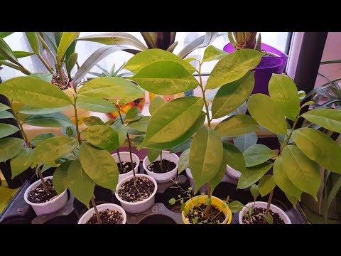 Гуанабана (сеянцам 6 мес) и Плюмерии