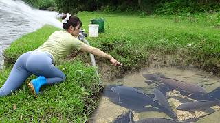 Village Women Fishing Scene Will Amaze Veryone, Catch Many Big Fish With Your Bare Hands