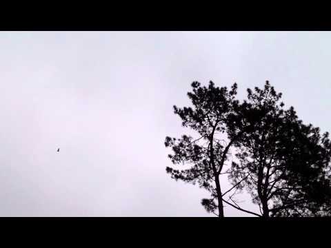 331. Jastrzębie w Magicznej Oazie - filmik sprzed roku ;-)