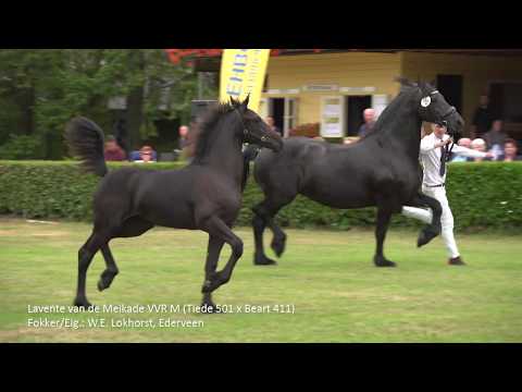 Fokdag Het Friese Paard Midden Nederland 2019