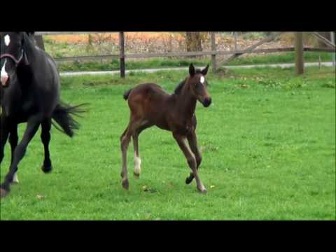 D`Artagnan (Daimond Hit x San Amour) born 04.03.17 Rudilore-Dam-Line