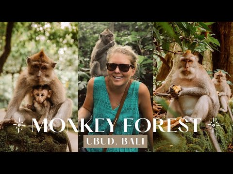 Monkey Forest Sanctuary in Ubud, Bali