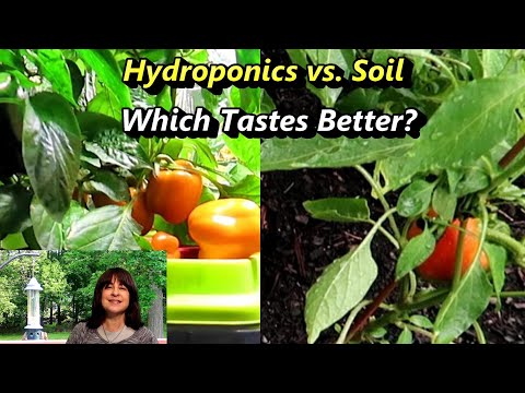 Regrowing Supermarket Peppers: Which Tastes Better? - Hydroponics vs. Soil