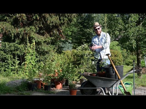 Spannende Sträucher für Bienen, Schmetterlinge und Vögel - Pfeifenstrauch, Ölweide und Holunder