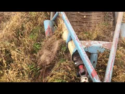 Niedzielne kopanie perzu