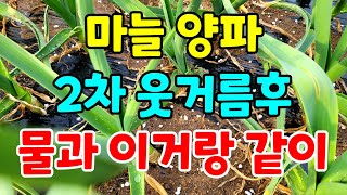 마늘 양파 물과 이거랑 같이줘요 성장생육을 왕성하게 해주고 뿌리 발육에 도움줍니다.