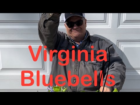 Tips for growing beautiful Virginia Bluebells