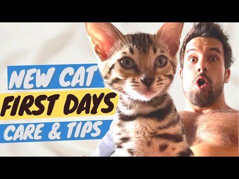 Cat Adoption Checklist: Everything New Cat Parents Need to Know & Buy