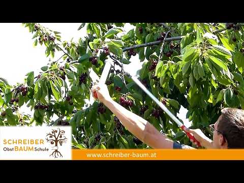 Zu großen Kirschbaum zur Ernte schneiden – So kommst du leichter an alle Kirschen!