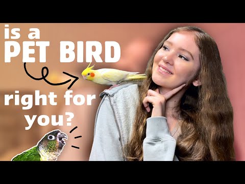 SHOULD YOU GET A PET BIRD? 🦜 | What you should know before bringing home a parrot!