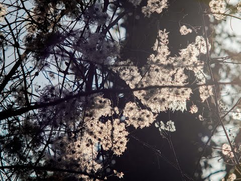 Annie Gardiner - Anaesthetic