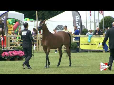 N.232 MAJEEDAH CF - Bruges 2016 - Mares 4-6 years old (Class 112)