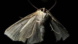 France Gall -  Papillon de Nuit  (Audio )- cinématic